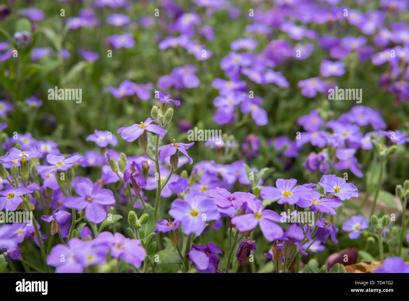 Detail von lobelia lila Blüten mit grünen Blättern Stockfoto