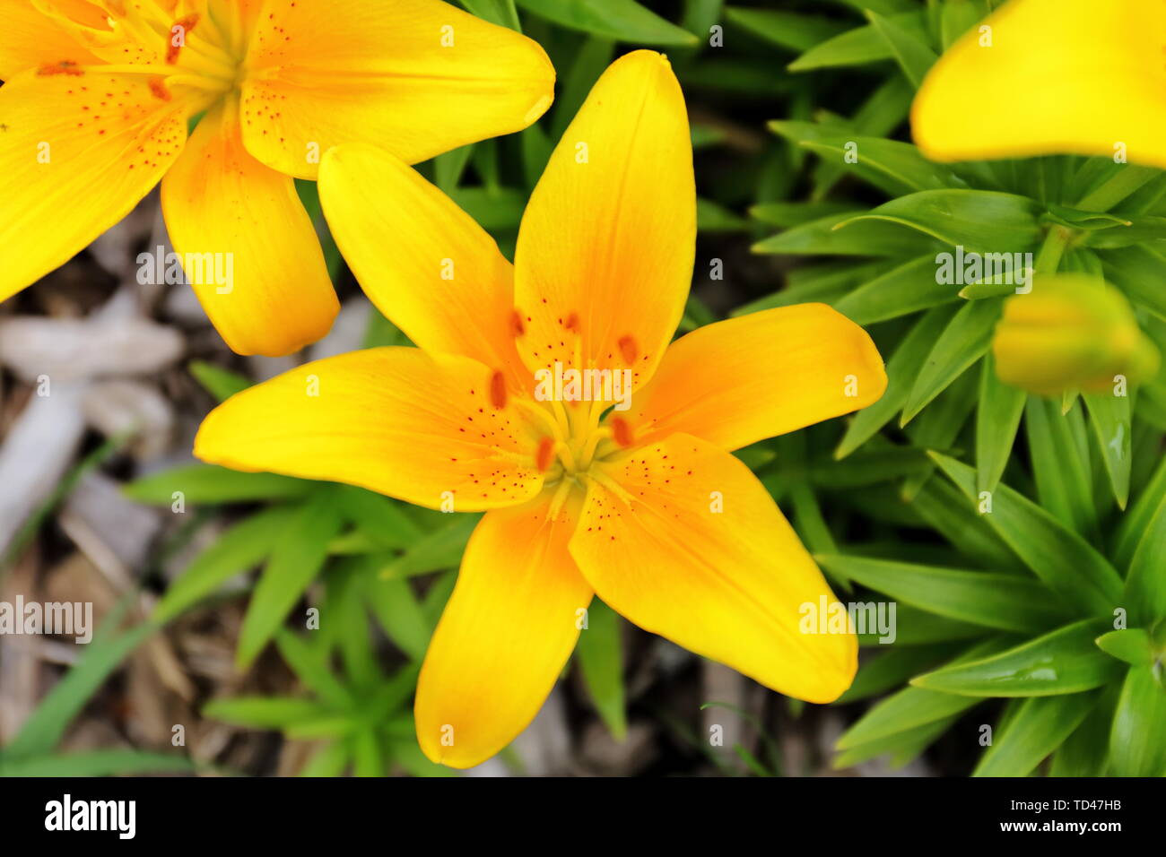 Orange lily Gesehen von oben nach unten mit der Blütenblätter werden im Fokus Stockfoto