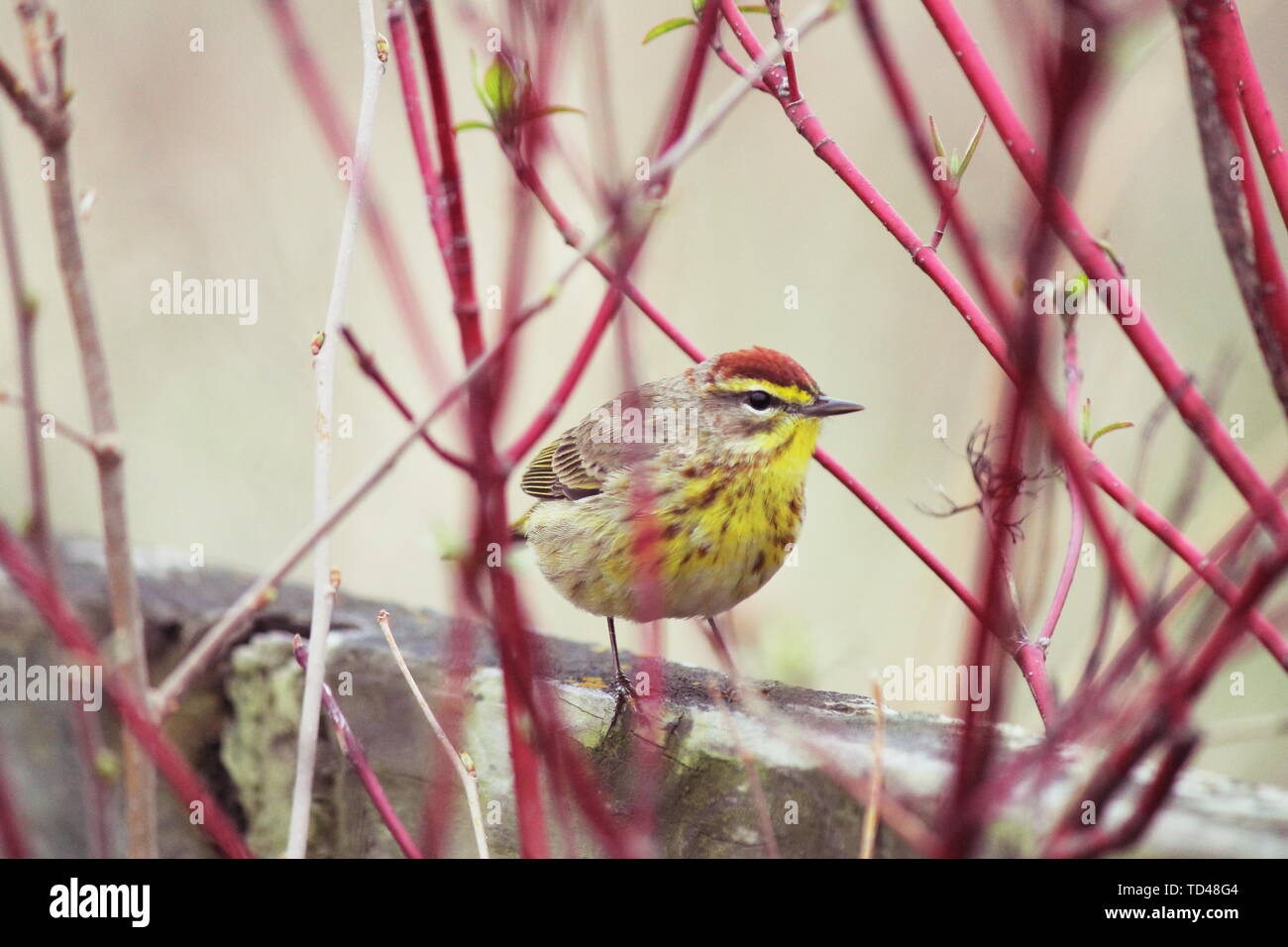 Männliche palm Warbler auf einem hölzernen Pfosten hinter ein paar rote Zweige Stockfoto