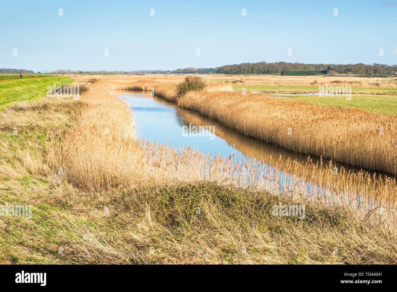 Golden Schilf auf Feuchtgebiete aus Norfolk Coast Path National Trail in der Nähe von Burnham Overy Staithe, Norfolk, East Anglia, England, Vereinigtes Königreich, Europa Stockfoto