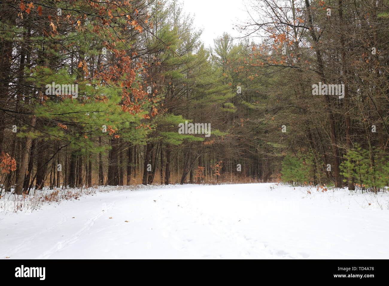 Immergrüne Wald Kante an einem Wintertag Stockfoto