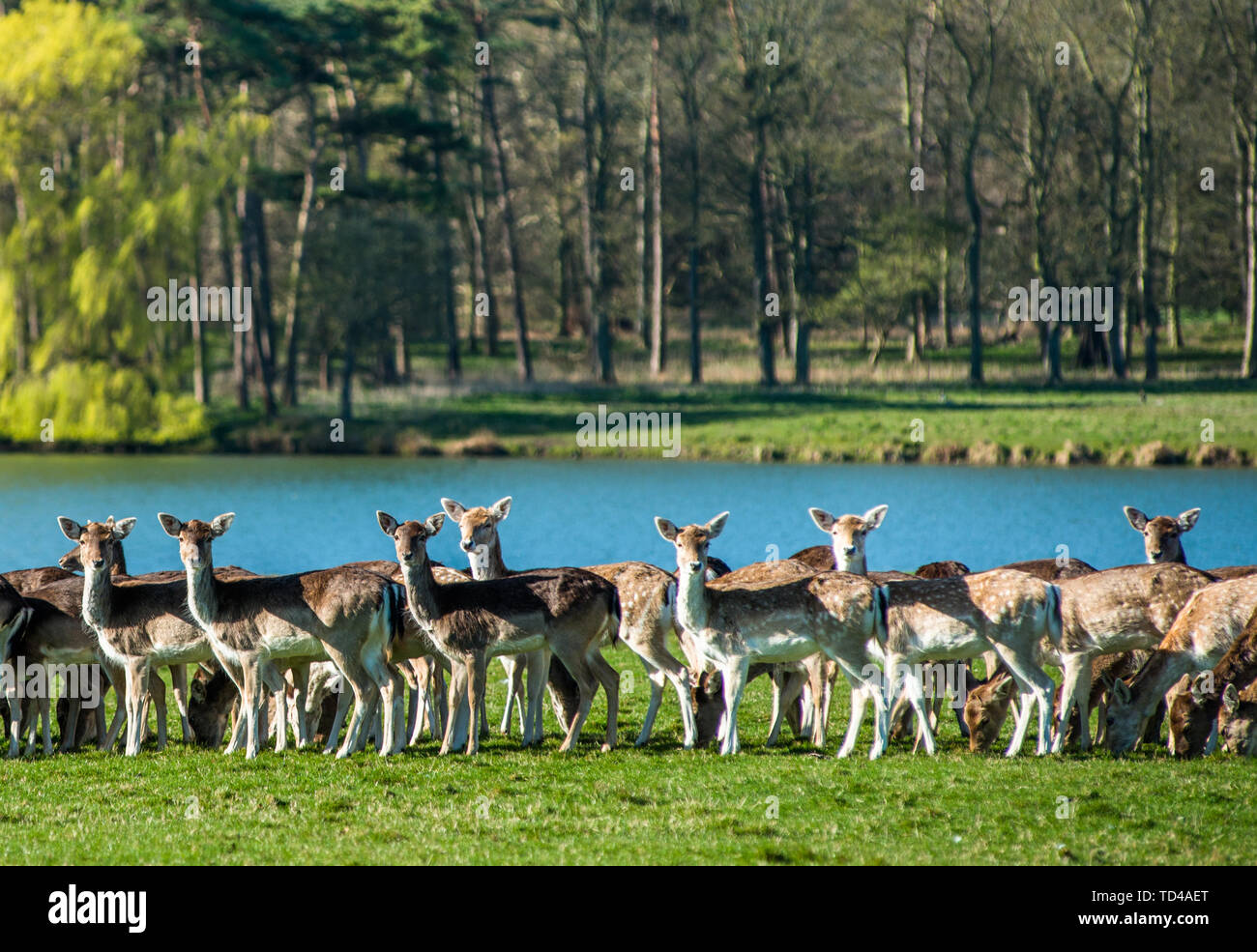 Brachland in der Nähe des Sees bei Holkham Park, in der Nähe der Küste von Norfolk, Norfolk, East Anglia, England, Vereinigtes Königreich, Europa Stockfoto