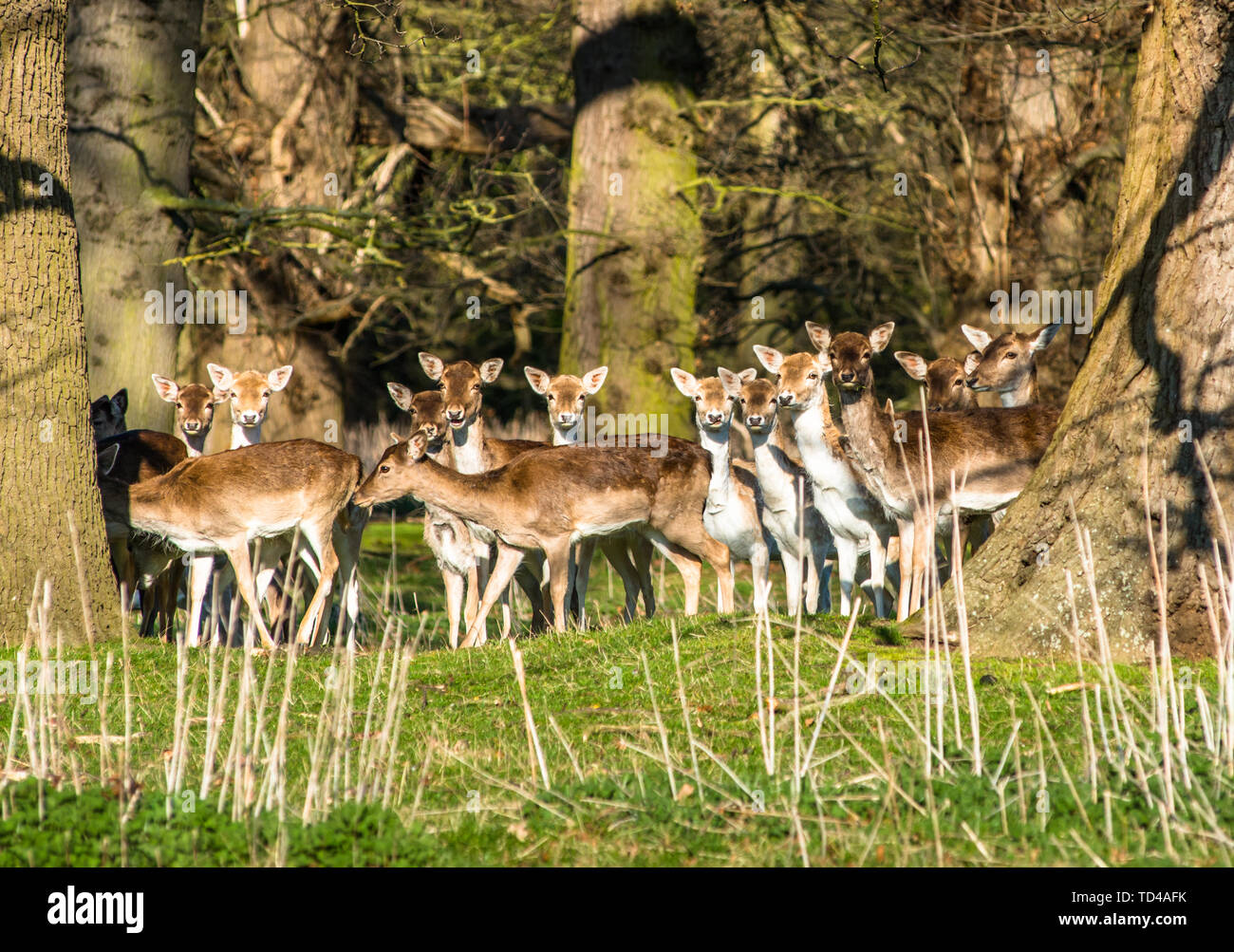 Damwild in den Wäldern am Holkham Park, in der Nähe der Küste von Norfolk, Norfolk, East Anglia, England, Vereinigtes Königreich, Europa Stockfoto