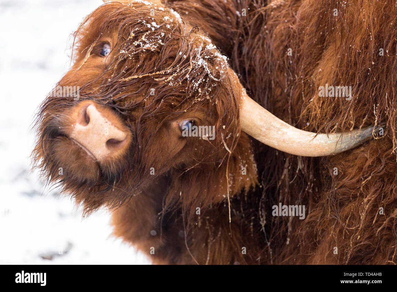 Highland Kuh unter dem Schnee, Valtellina, Lombardei, Italien, Europa Stockfoto