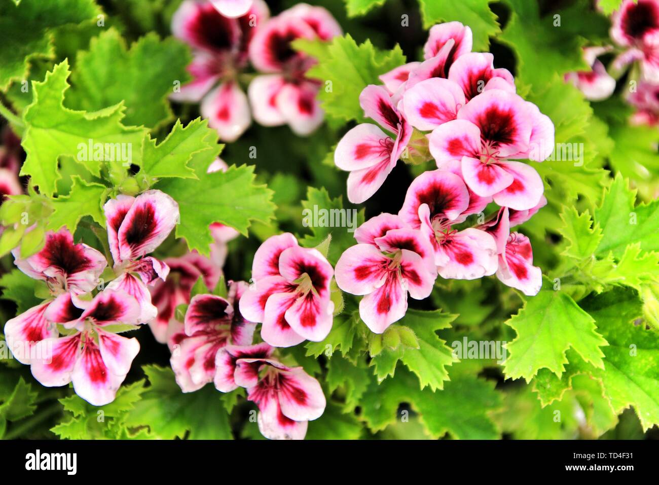 Schöne und duftende Geranien (Pelargonium crispum Pflanze im Garten im Frühling Stockfoto