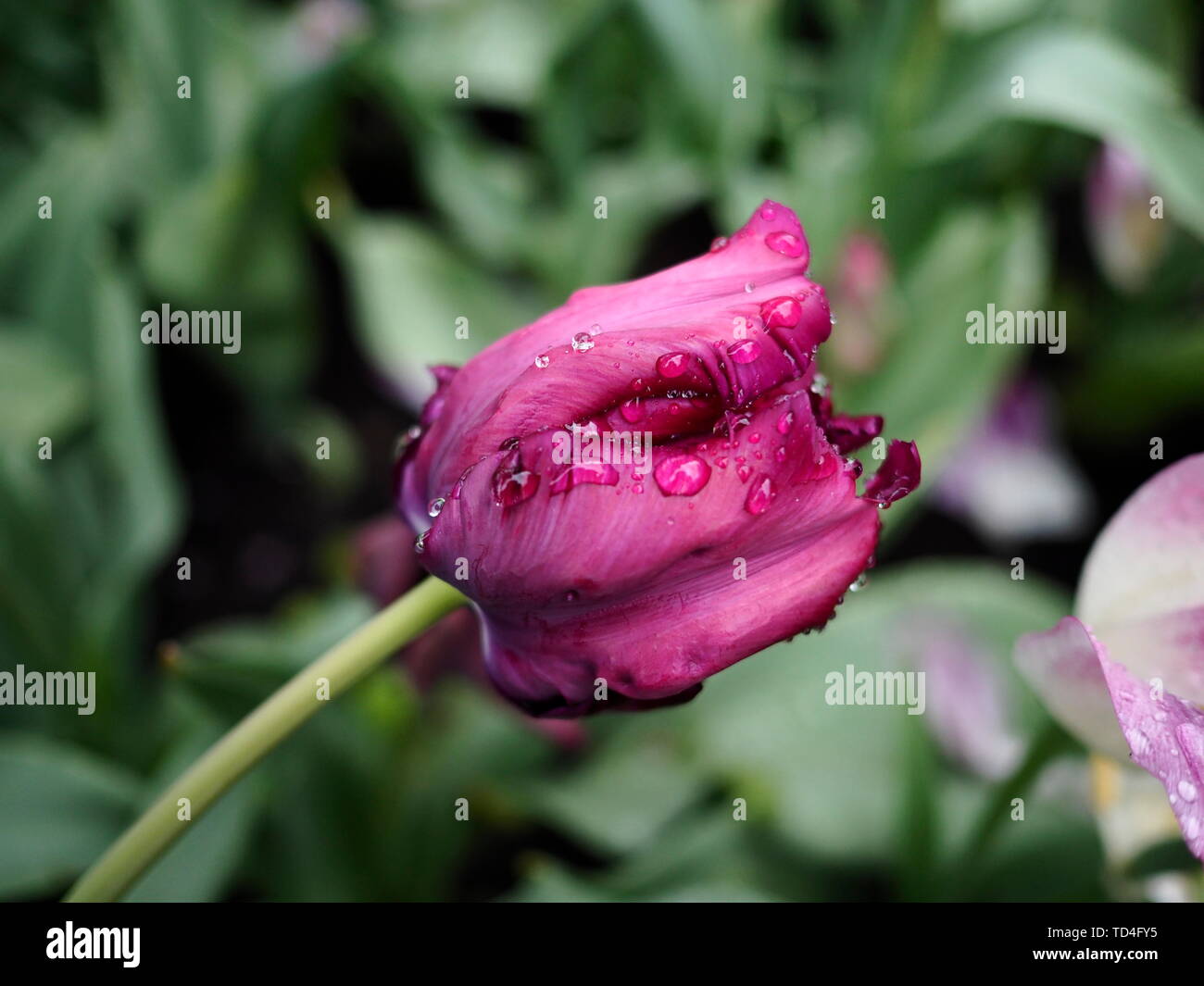 Nahaufnahme eines isolierten schönen dunklen lila Tulpe (Tulipa) mit großen Regentropfen auf die Blütenblätter Stockfoto