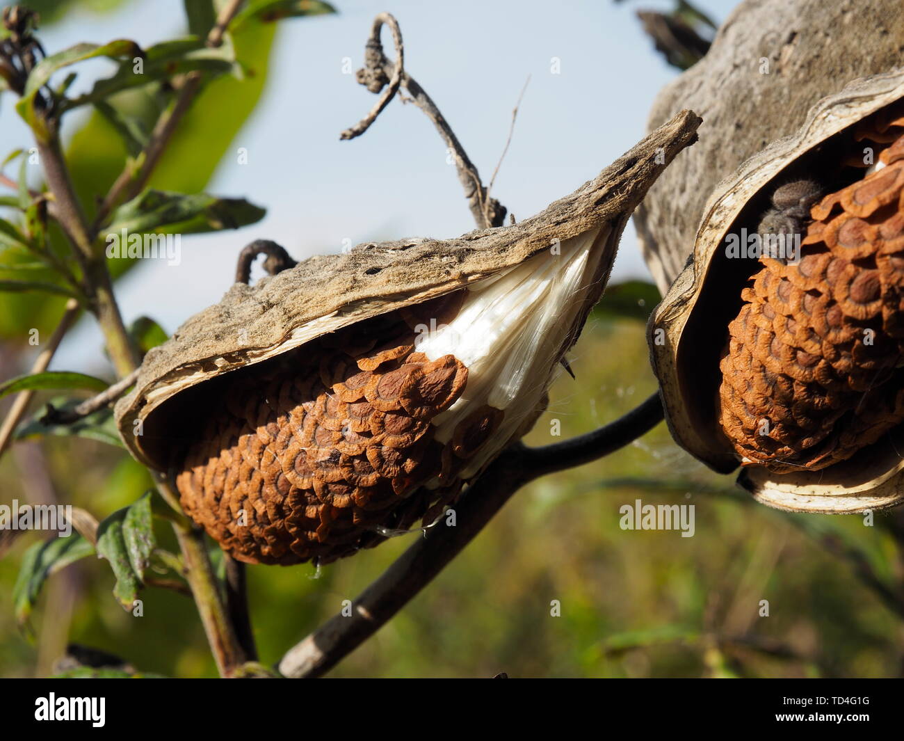 Die Monarch Butterfly magnet Seidenpflanze (Asclepias) Hülsen split öffnen, bereit, seinen Samen, die auf Thin seidig weißen Fasern verbunden sind, zu lösen Stockfoto