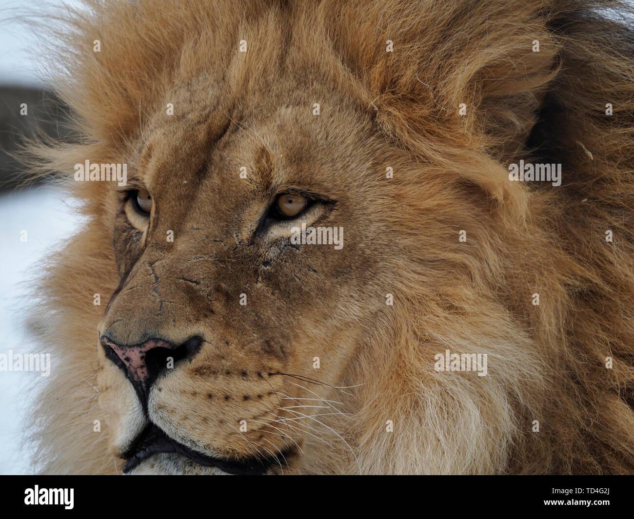 CALGARY, Alberta, Kanada - Dezember 29, 2018: Nahaufnahme eines afrikanischen Löwen in den Zoo Calgary, Kanada Stockfoto