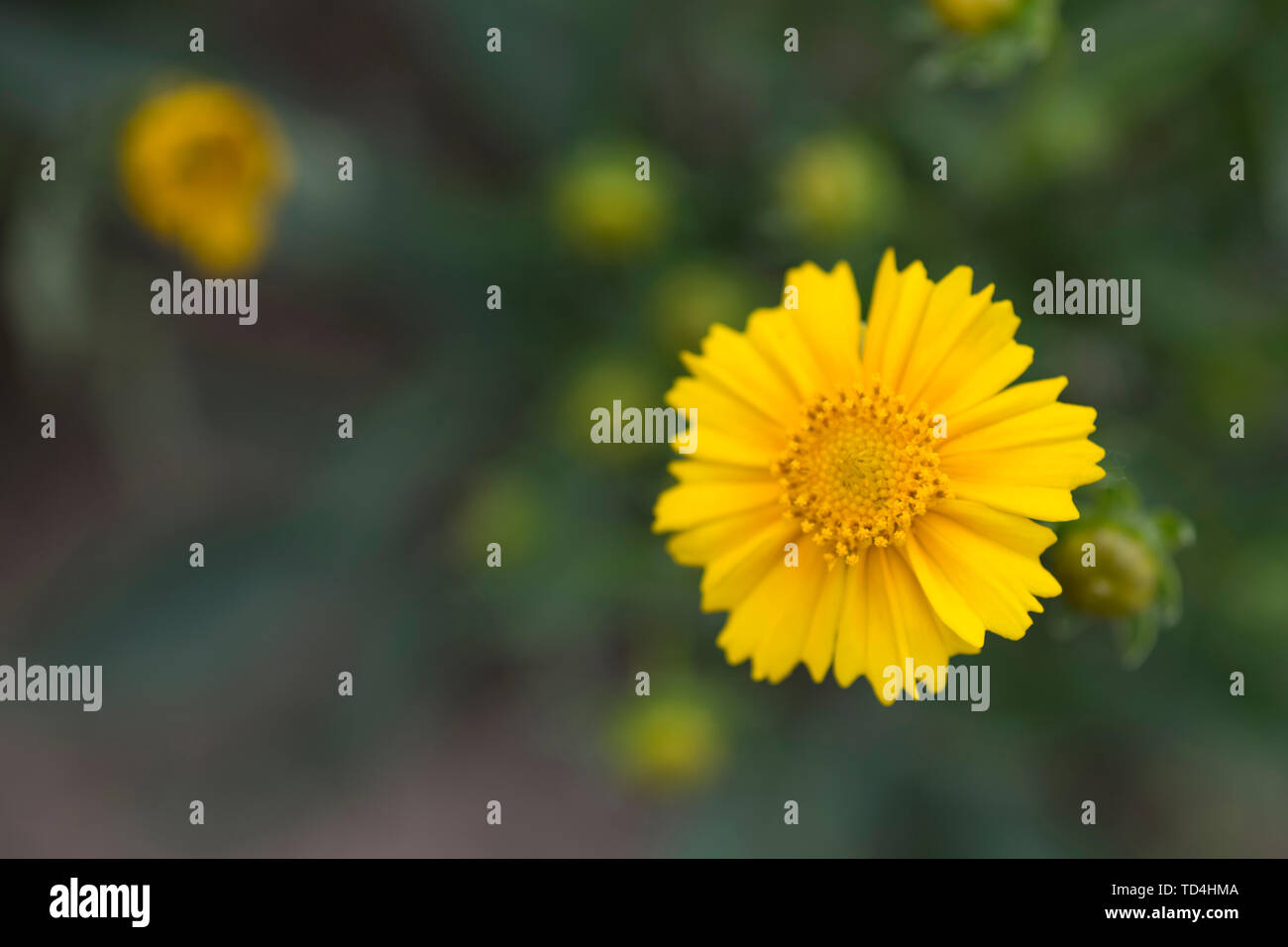 Goldene Chrysantheme Stockfoto