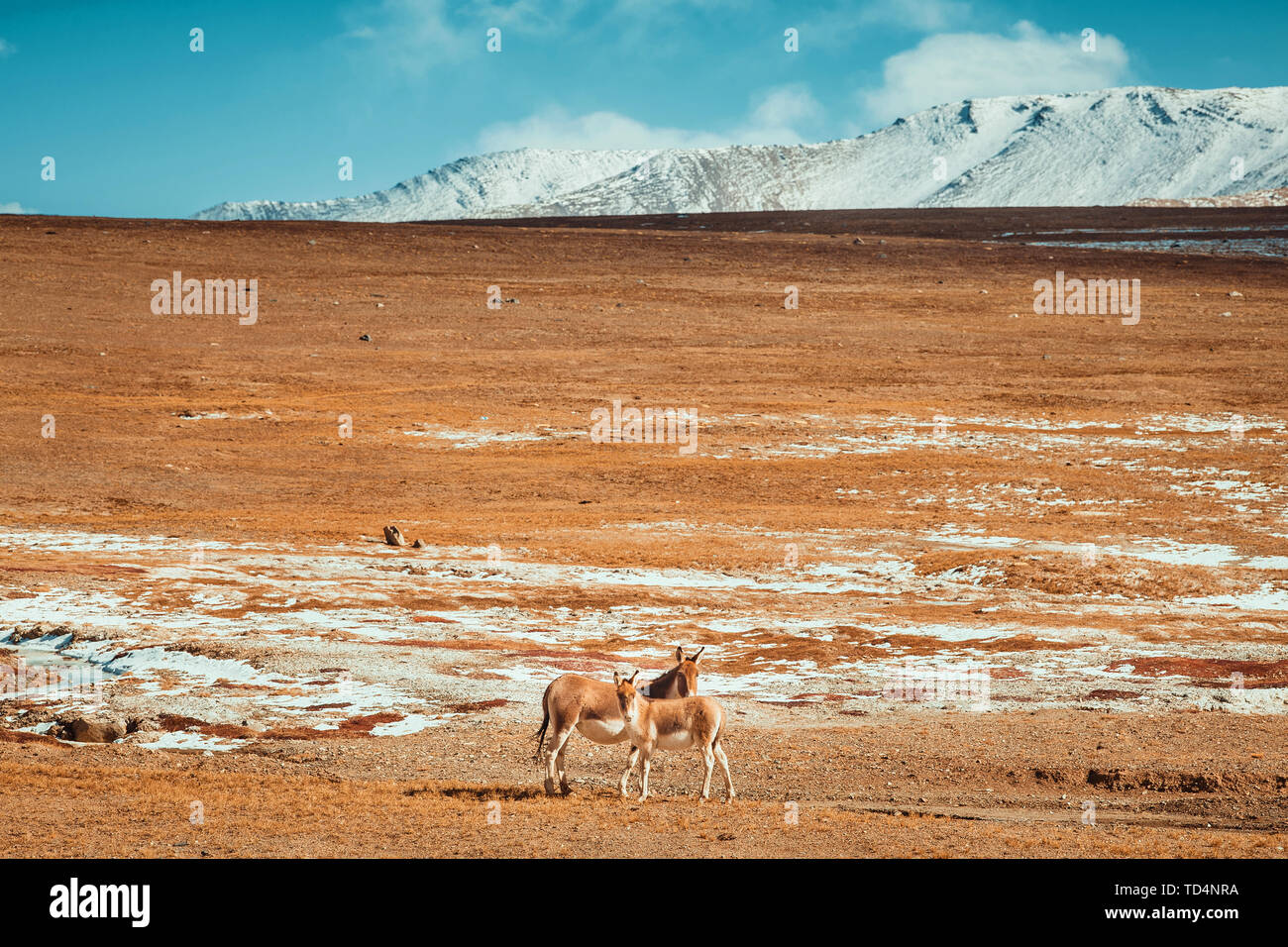 Tibetanische antilopen -Fotos und -Bildmaterial in hoher Auflösung – Alamy