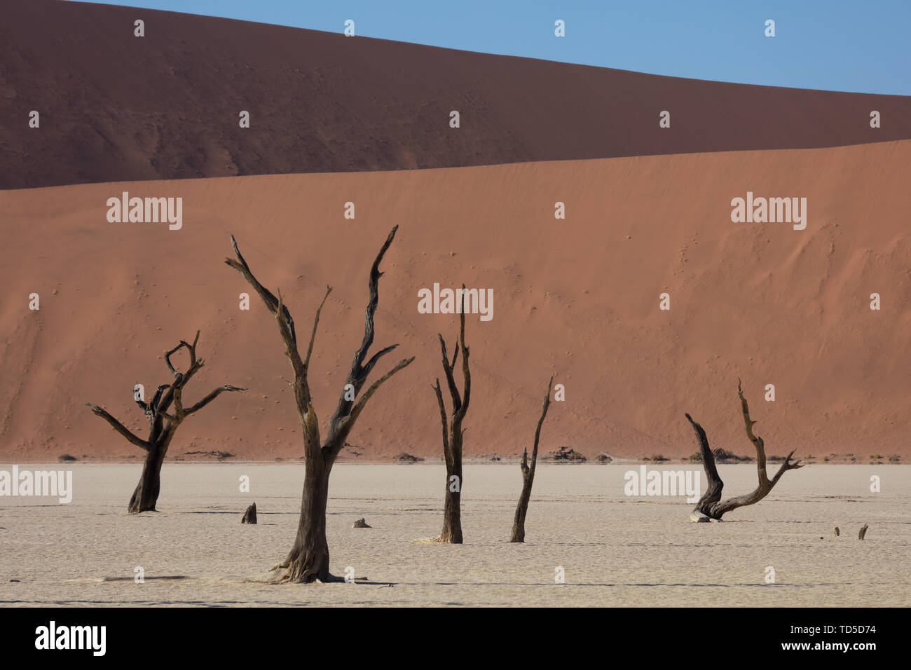 900 Jahre alte abgestorbene Bäume innerhalb Deadvlei unter einigen der höchsten Dünen der Welt, Sossusvlei, Namibia, Afrika Stockfoto
