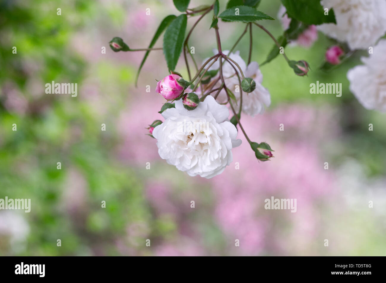 Rosa 'Felicite et Perpetue' Blumen. Stockfoto