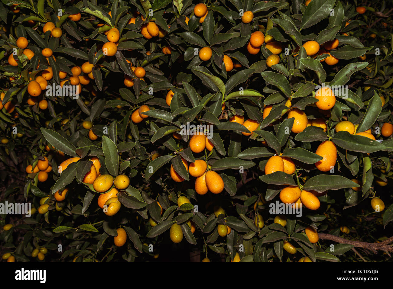 Kumquat Festival Stockfotos und bilder Kaufen Alamy