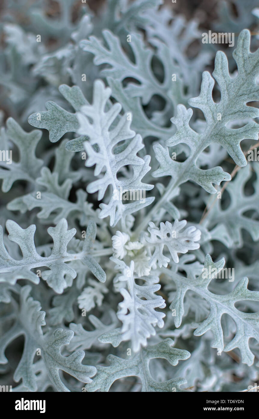 Grau weiche eaves von Centaurea zinerarie Pflanze im