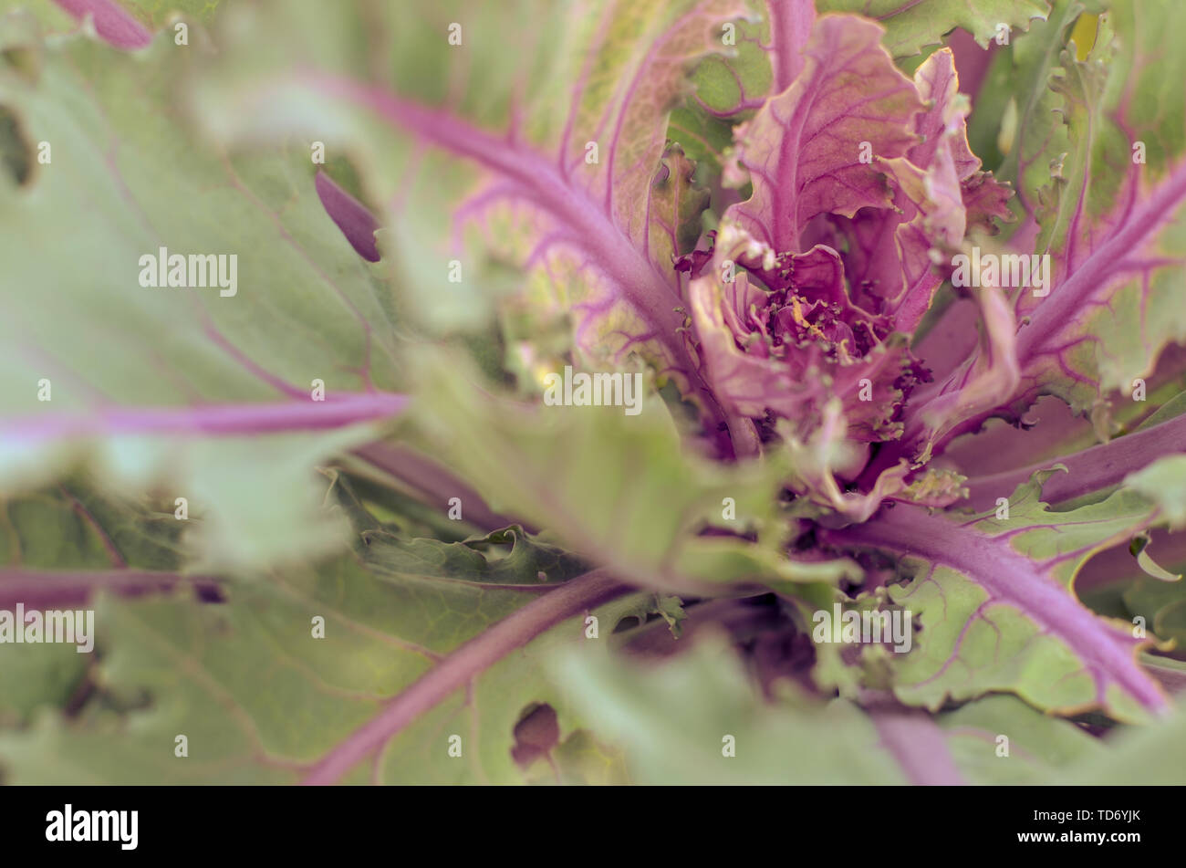 Grün und Lila Kohl oder violett Kopfkohl Gemüsearten Stockfoto