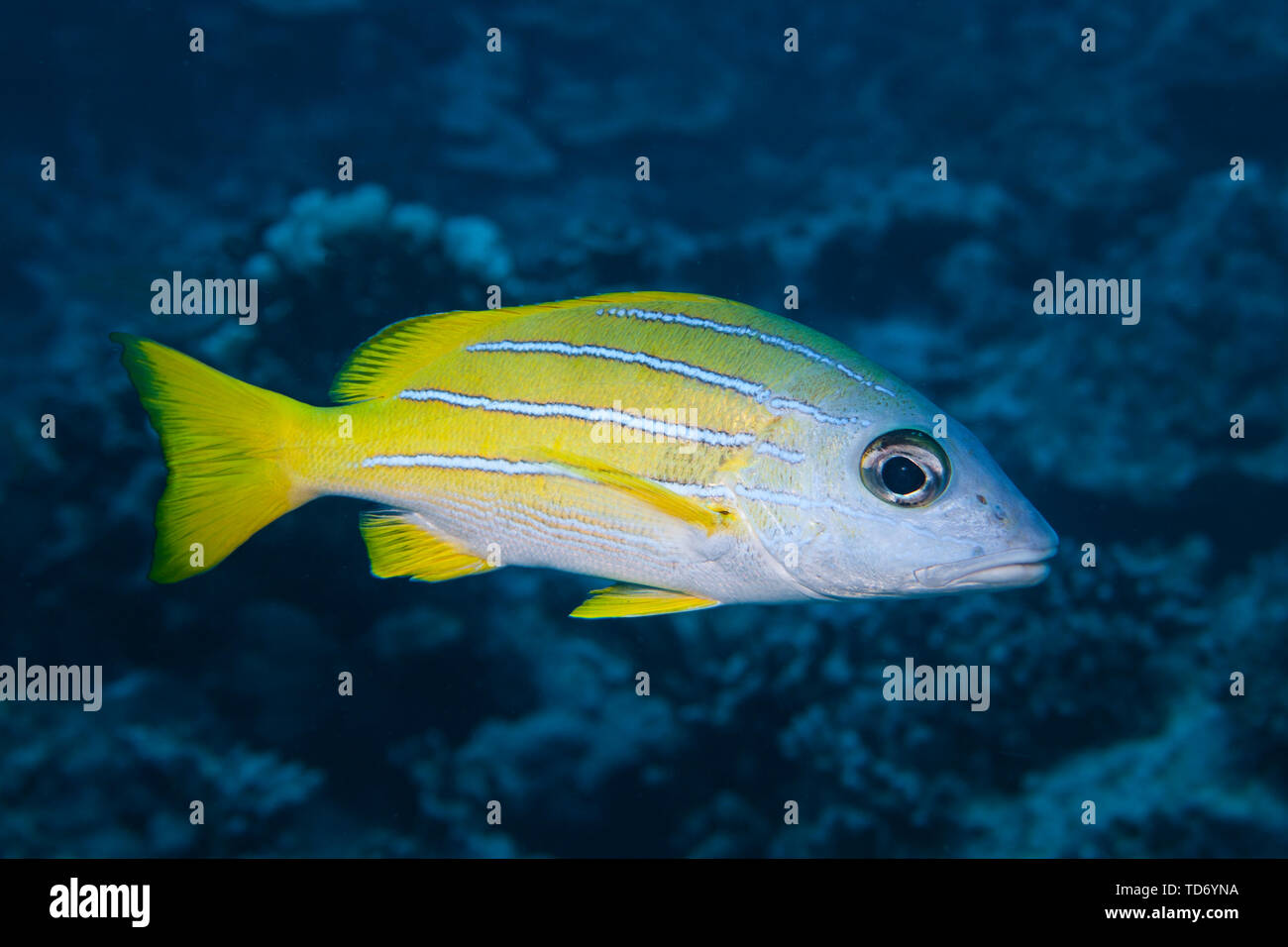 Lutjan Fisch (Lutjanus kasmira) der Rangiora Atoll. Stockfoto