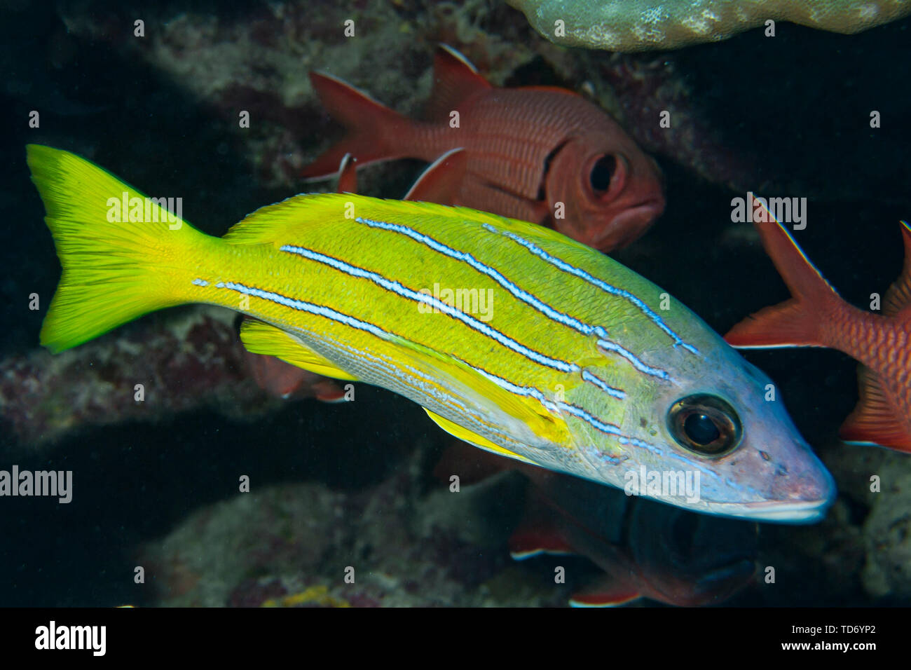 Lutjan Fisch (Lutjanus kasmira) der Rangiora Atoll. Stockfoto