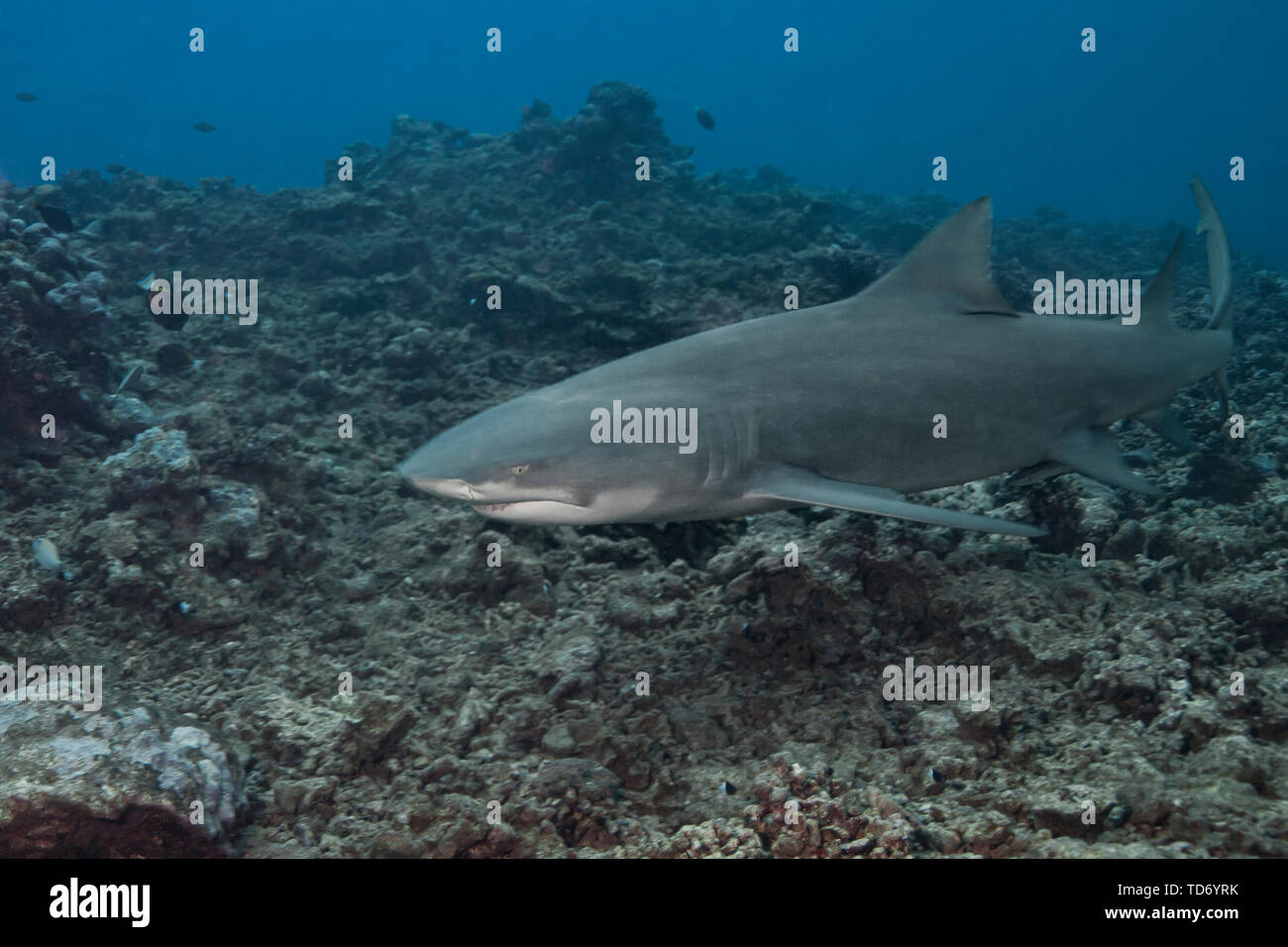 Lemon shark (Negaprion brevirostris) Stockfoto