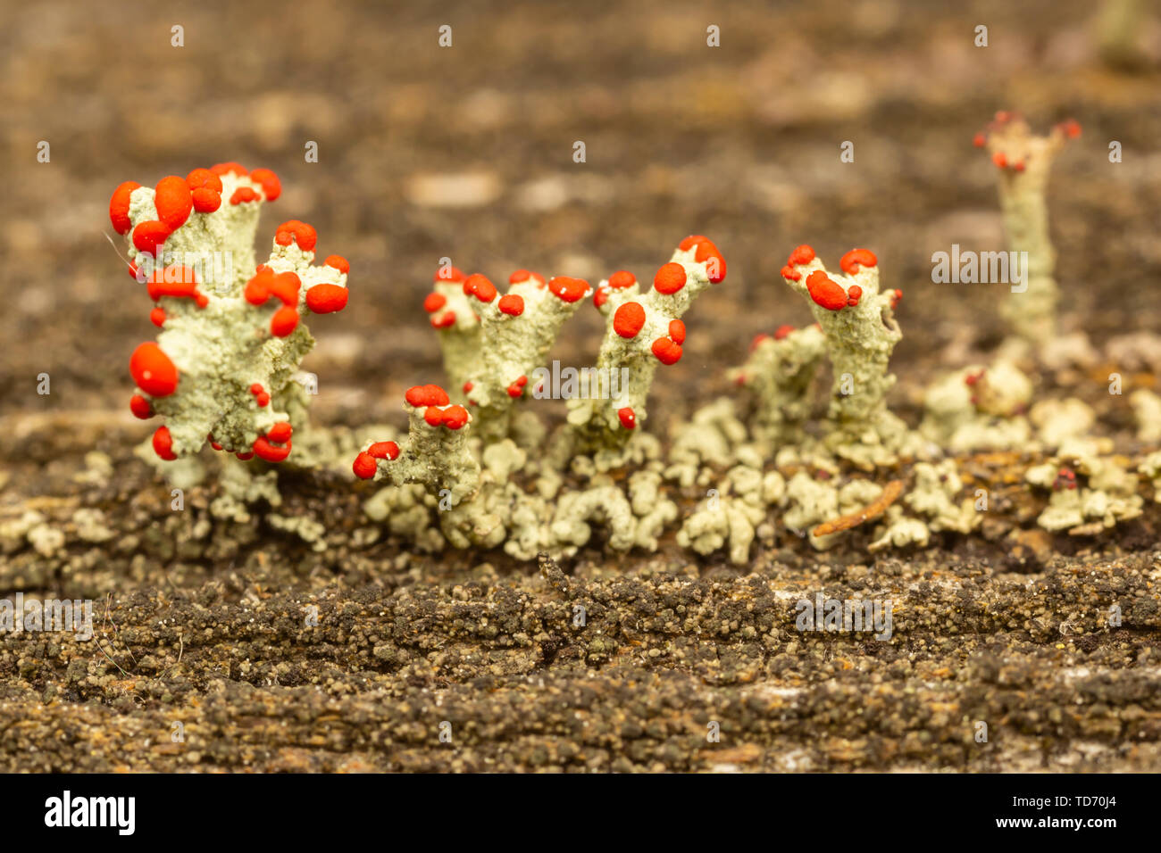 Britischer Soldat Flechten (Cladonia cristatella) Stockfoto