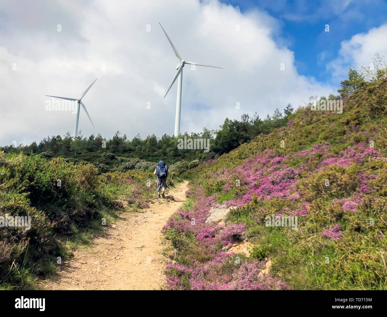 Reisende mit Rucksack und Trekking Stöcke, Wanderstöcke klettert hinauf zu einer Masse Straße bis zum Hügel mit windgeneratoren sind sichtbar. Aktiv und gesund Stockfoto