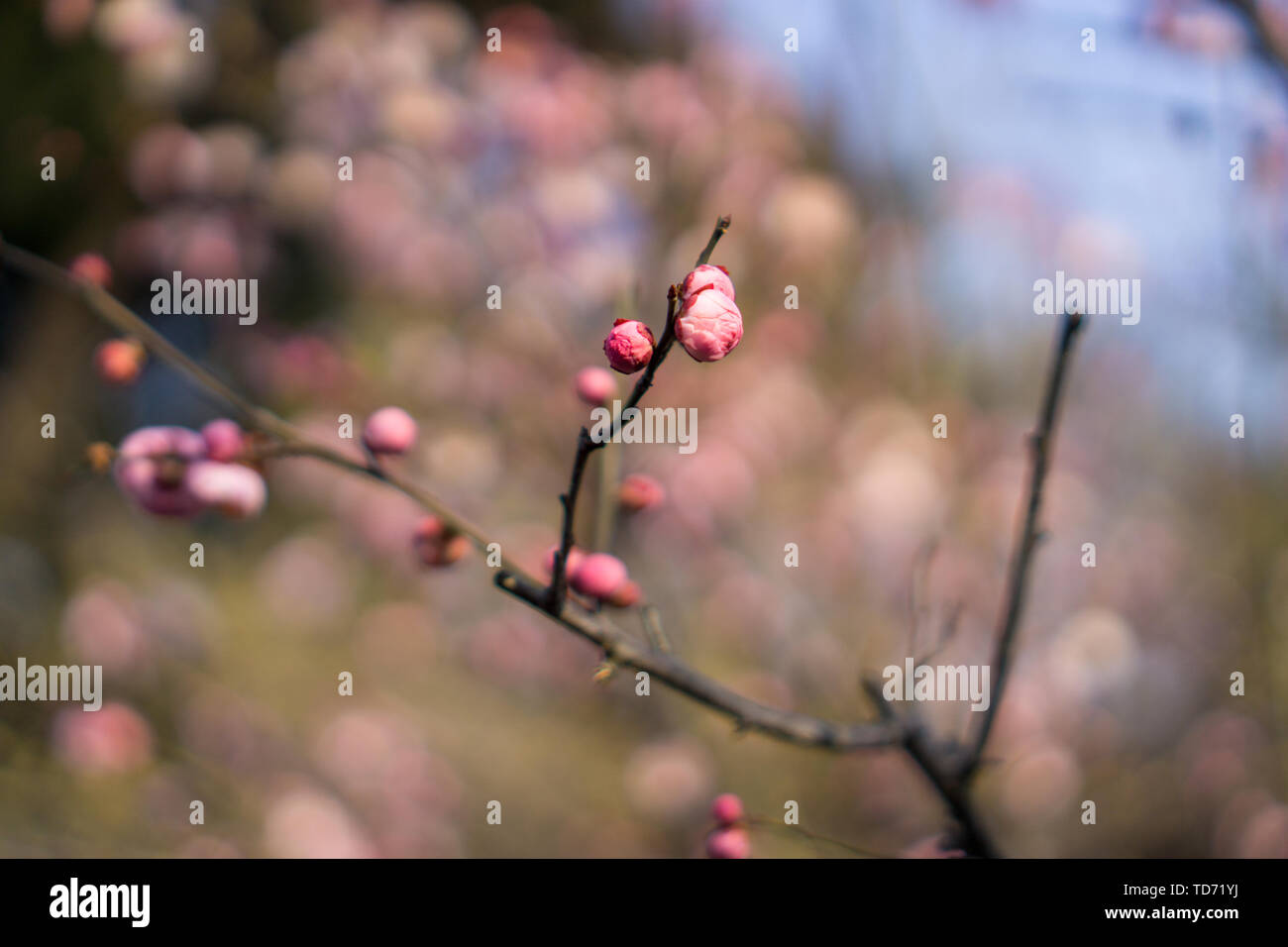 Suzhou Huqiu Scenic Area Pflaume Stockfoto