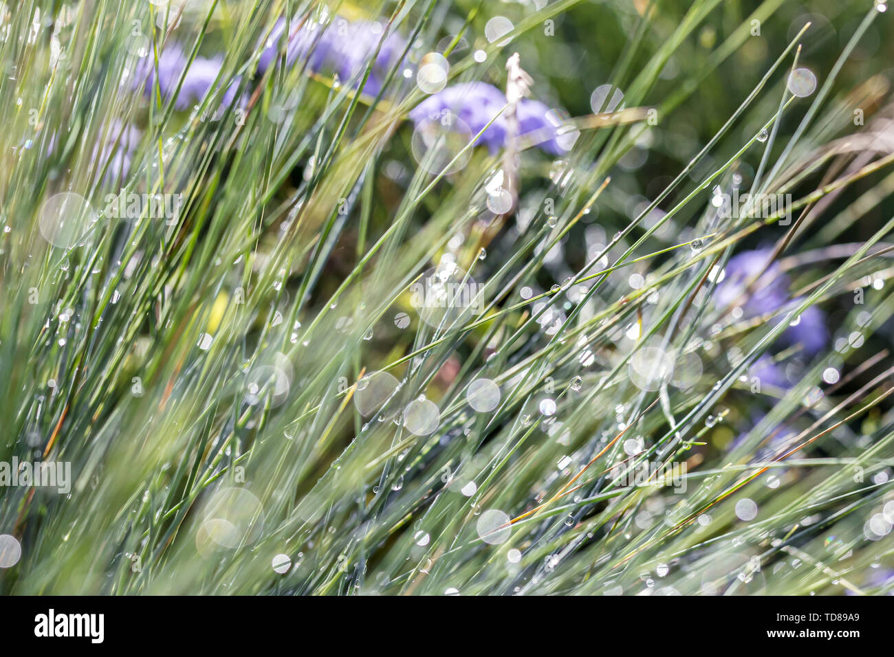 Frische grüne Gras mit Tautropfen closeup. natürliche Quelle verschwommenen Hintergrund Stockfoto