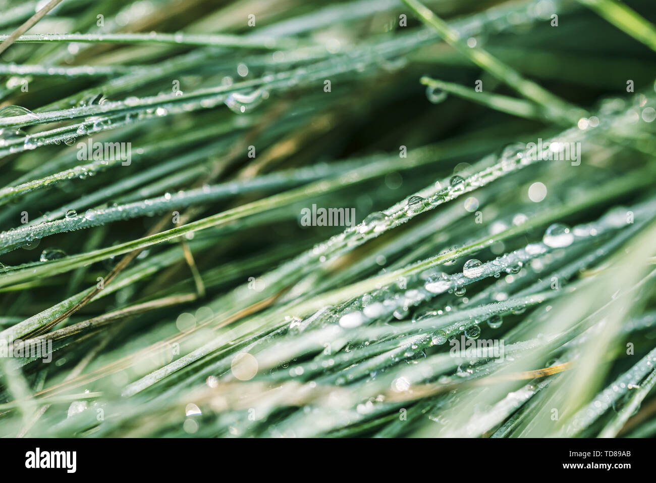 Morgentau fällt auf Blades von grünem Gras. closeup erschossen. Natürliche verschwommenen Hintergrund Stockfoto