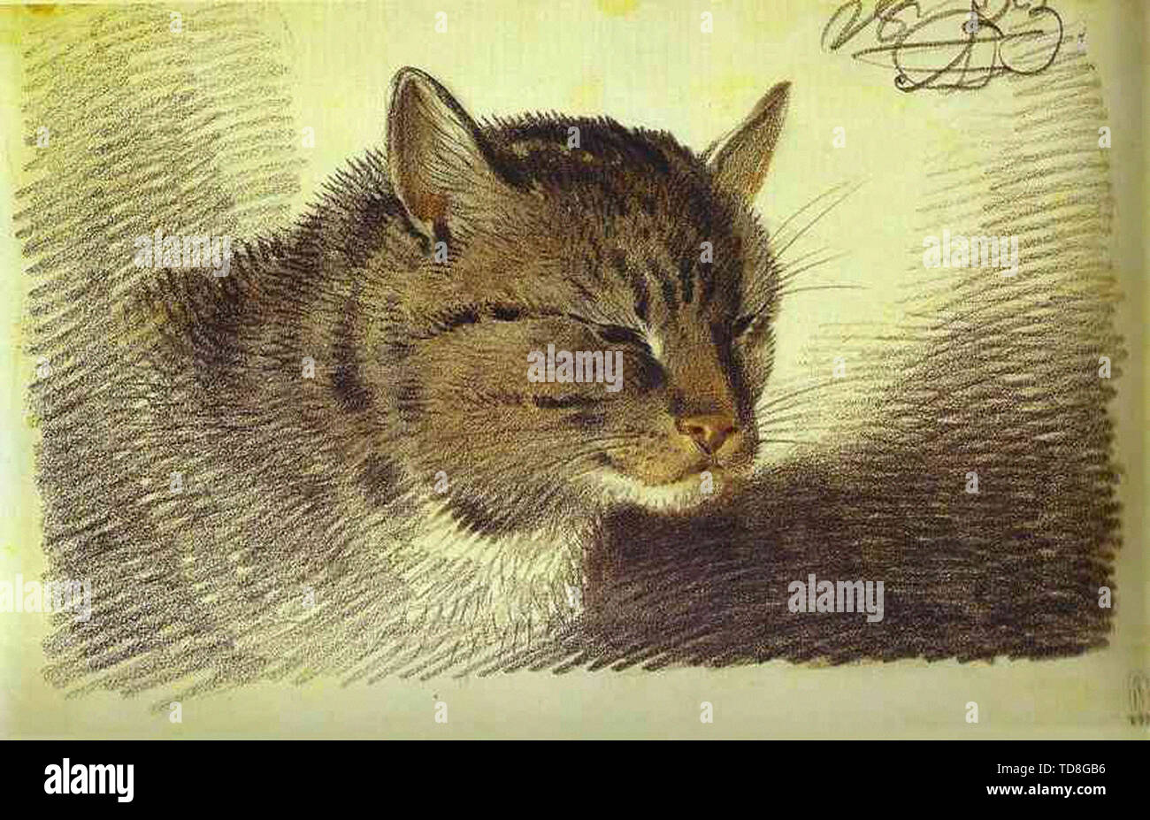 Orlowski-Head Cat 1823 Stockfoto