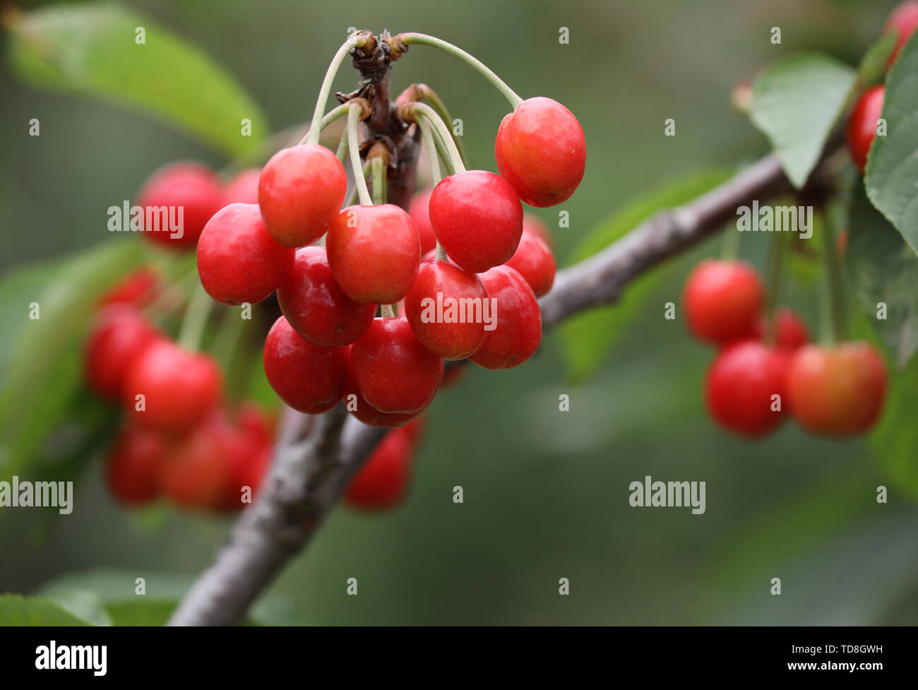 Die Kirsche auf dem Baum, der Kirschbaum. Stockfoto