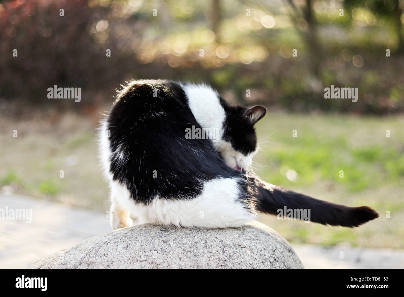 Katzen. Stockfoto