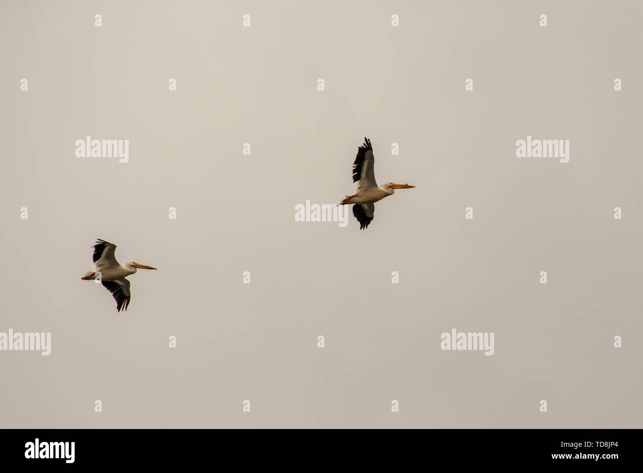 American White Pelican (Pelecanus erythrorhynchos) im Flug während der Migration. Fitchburg, Wisconsin, USA. Stockfoto