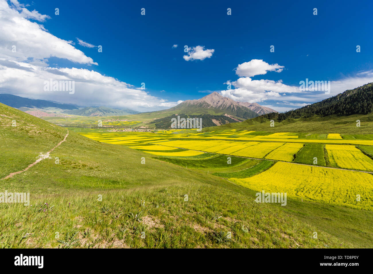 China Qinghai Qilian Berg Prairie Flower Meer Raps Landschaft Stockfoto