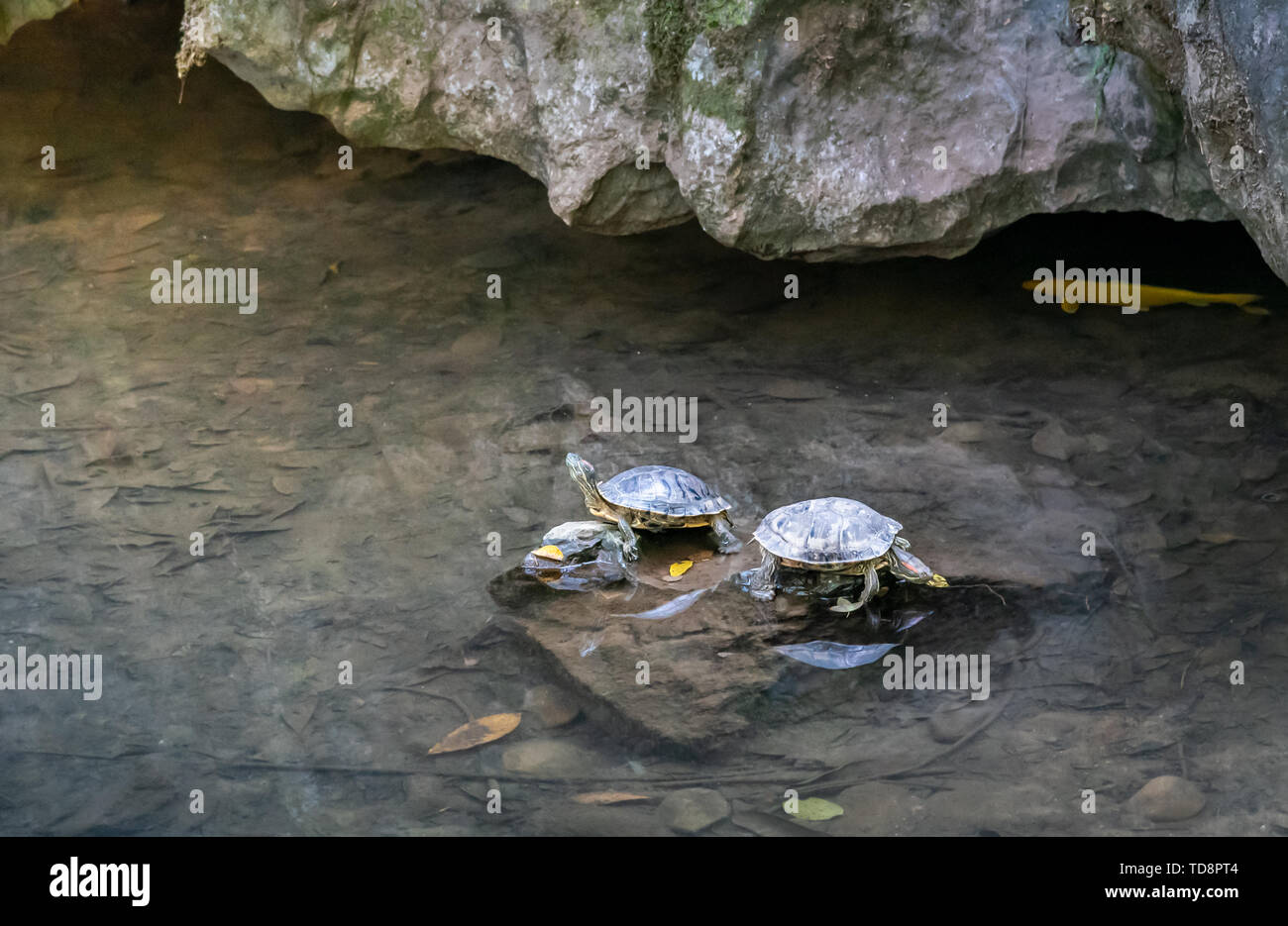 Die kleine Schildkröte im Bach am Fuße des Feilaifeng Berg. Stockfoto