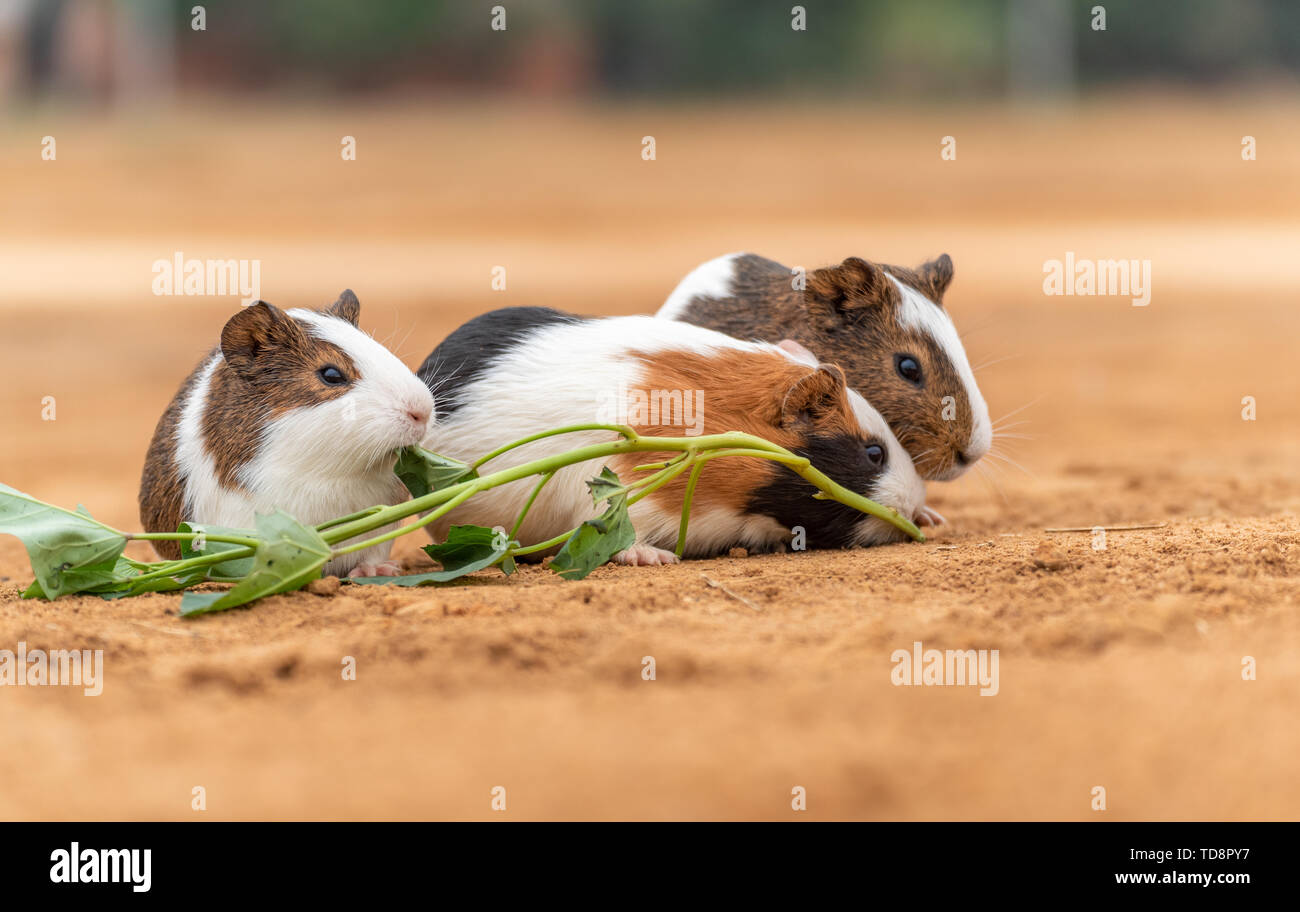 Drei Meerschweinchen essen Süßkartoffel verlässt. Stockfoto