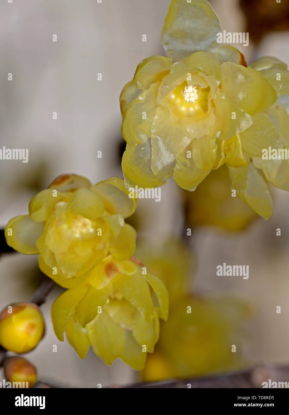 Plum flower Stockfoto