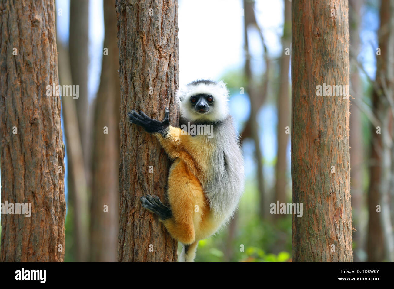 Gold - bewaffnete tanzende Lemuren in den Hügeln der Madagassischen Butterfly Valley Stockfoto