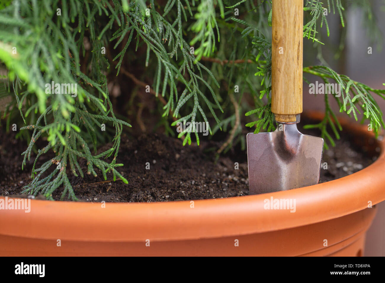 Thuja in einem Terrakotta Tontopf im Garten und eine kleine Schaufel Stockfoto