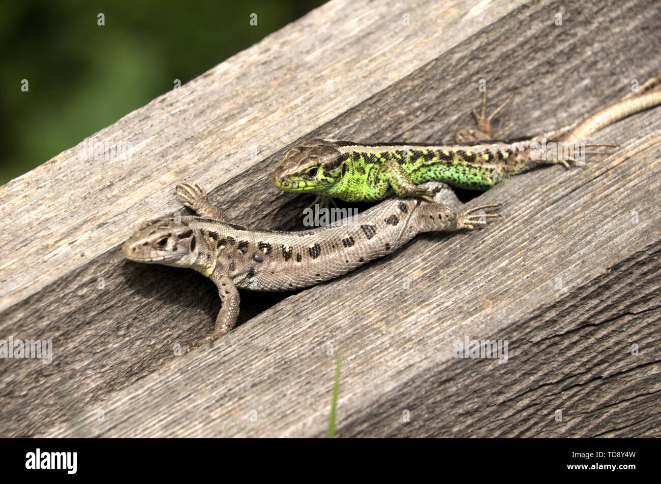 Lacerta agilis; weibliche Zauneidechse, Aalen in Schweizer Dorf Berschis Stockfoto