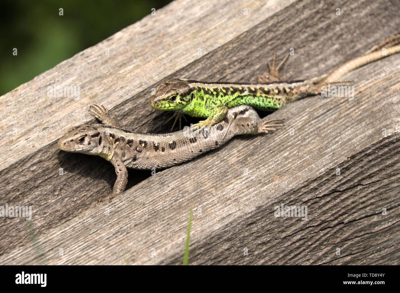 Lacerta agilis; weibliche Zauneidechse, Aalen in Schweizer Dorf Berschis Stockfoto