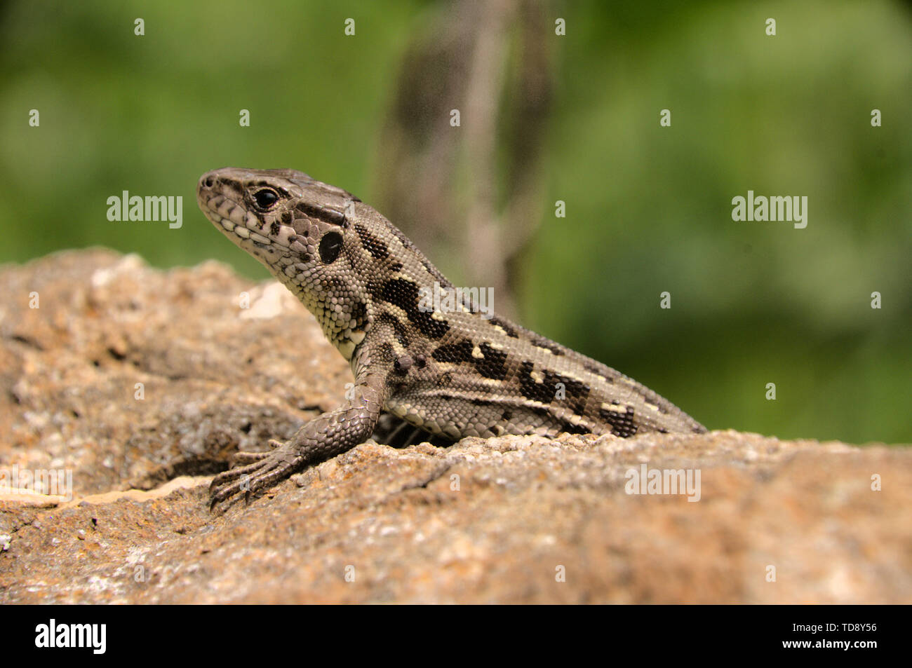 Lacerta agilis; weibliche Zauneidechse, Aalen in Schweizer Dorf Berschis Stockfoto