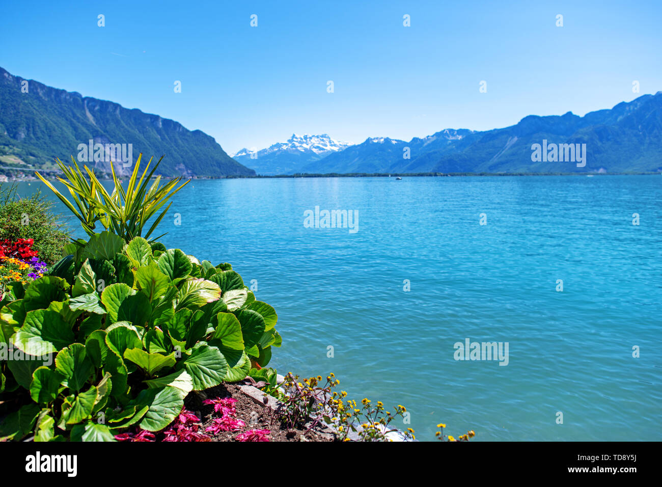 Hell blühenden Blumen gegen Berge und Genfer See in Montreux. Schweiz Stockfoto
