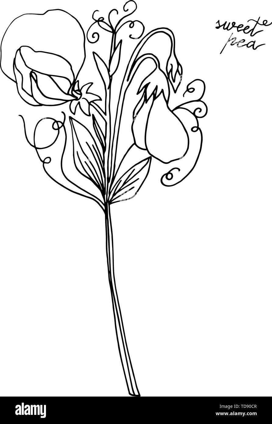 Hand gezeichnet Sweet pea Blume floral Design Element isoliert auf weißem Hintergrund. Vektor Illustration. Stock Vektor