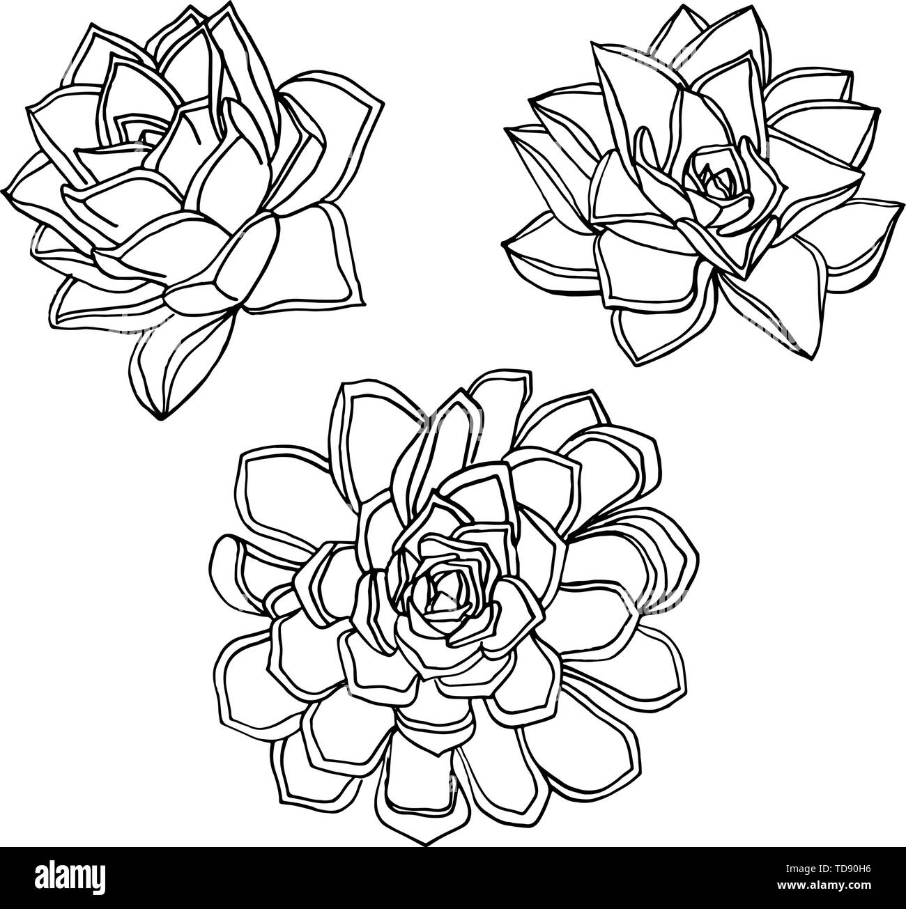 Hand gezeichnet Blume saftig. Floral Design Element isoliert auf weißem Hintergrund. Vektor Illustration. Stock Vektor