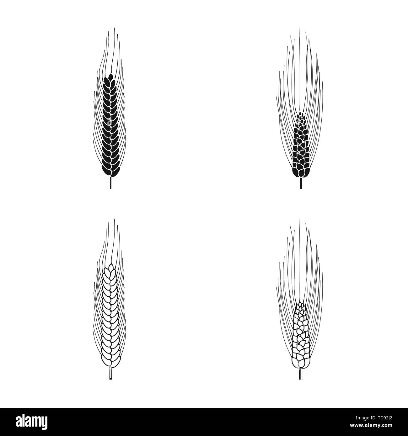 Gerste, Winter, Frühling, Spike, Hartweizen, Zuschneiden, Maisfeld, Stroh, Reif, Wiese, ländlichen, Gold, Landwirtschaft, Landwirtschaft, Roggen, Weizen, Mais, Getreide, Ernte, Bauernhof, Feld, Set, Vector, Icon, Illustration, isoliert, Sammlung, Design, Element, Grafik, Zeichen, Vektor, Vektoren, Stock Vektor