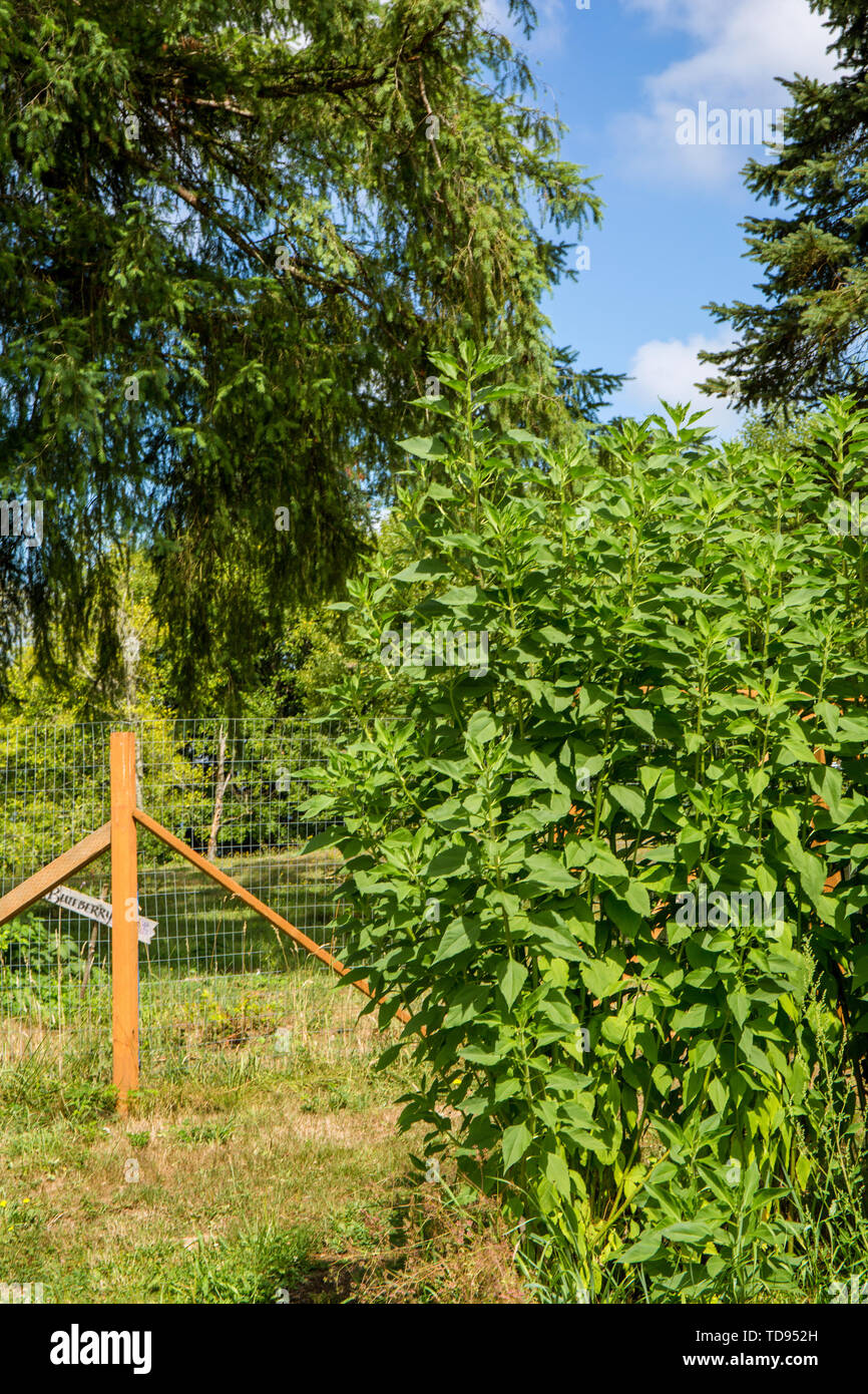 Topinambur (Helianthus tuberosus), auch genannt, sunroot sunchoke, Erde Apple oder topinambour wächst in einem Garten in Maple Valley, Washington, Stockfoto