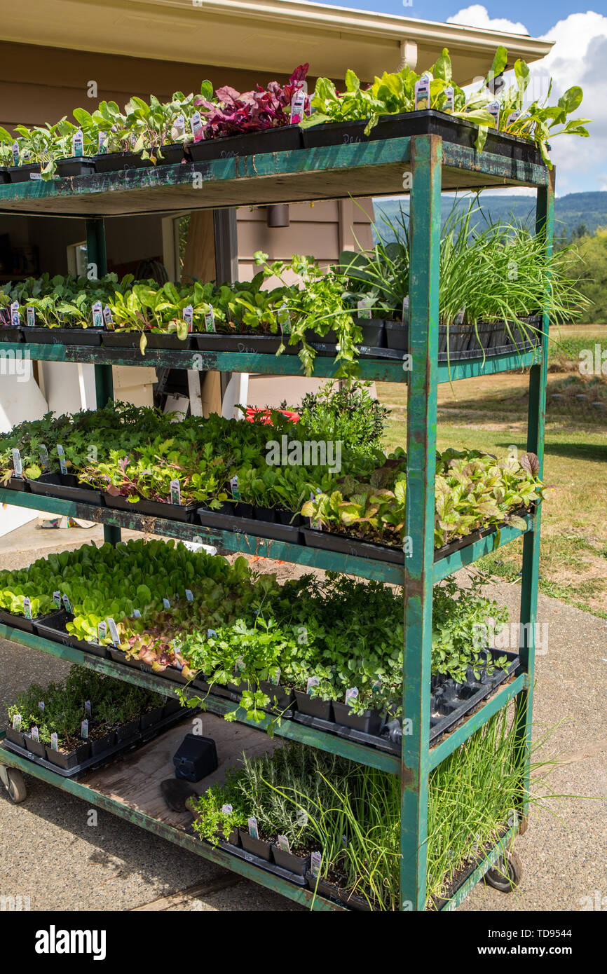 Pflanzliche beginnt für Verkauf sitzen auf einem rollenden tiered Warenkorb in Maple Valley, Washington, USA Stockfoto