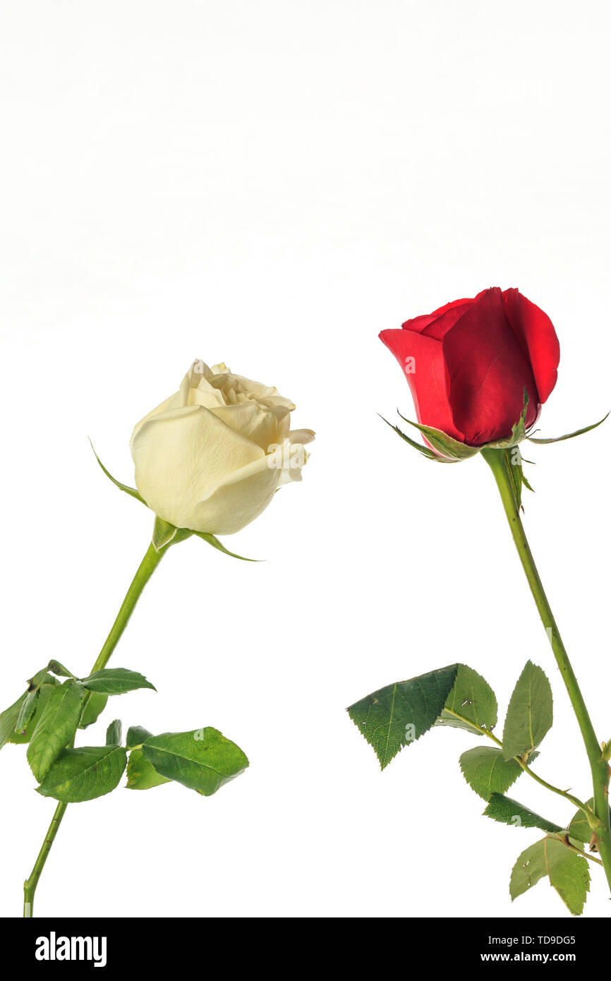 Schönen duftenden Rosen Stockfoto