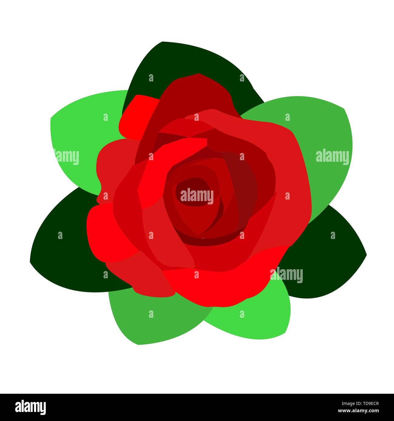 Tief rot, ruby Rose Blüte mit grünen Blättern, Skizze stil Vector Illustration auf weißem Hintergrund. Realistische Zeichnung von Hand öffnen red rose Stock Vektor
