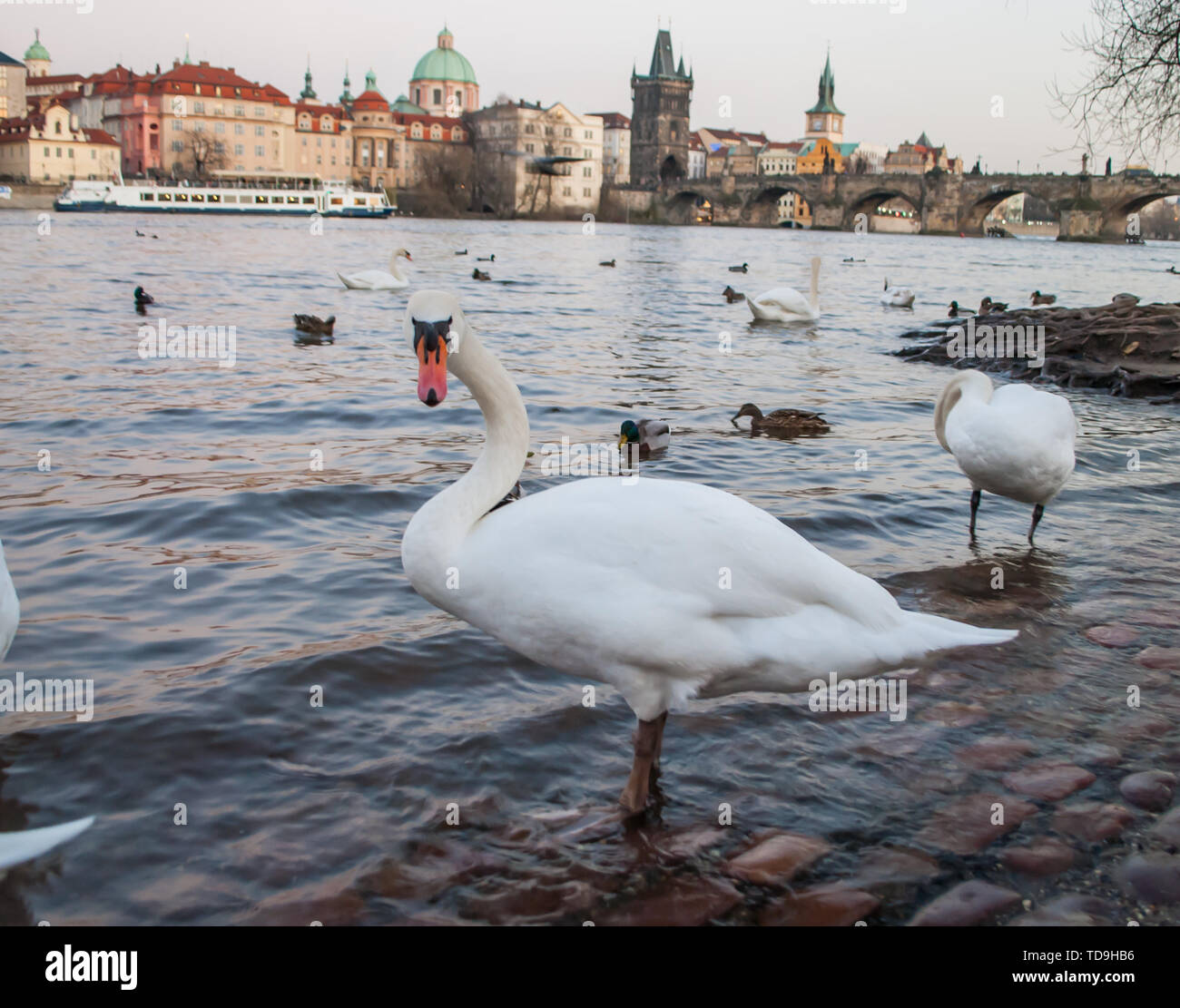 Prag, Tschechien, 21. März 2019: Schwan stehend am Ufer des Flusses und schauen in die Kamera mit dem Blick auf die alte Stadt Prag im Hinterg Stockfoto