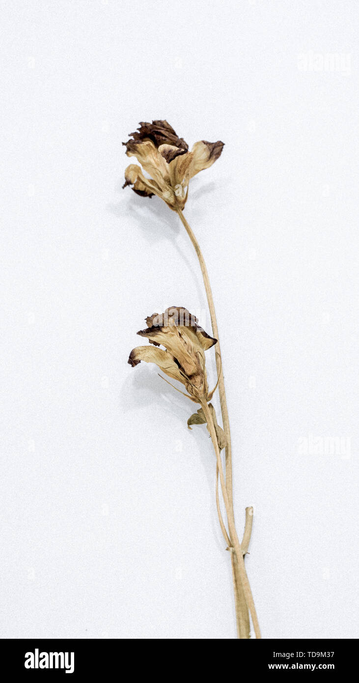 Trockene Blumen noch Leben, es gibt keine glänzenden und schöne Farbe, noch immer eine blühende Körperhaltung. Stockfoto